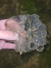 Cyclosalpa affinis