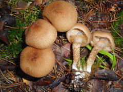 Cortinarius pholideus