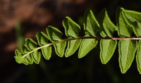 Cheilanthes