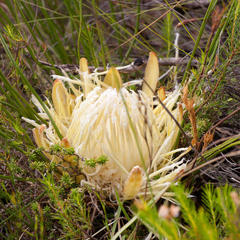 Protea scorzonerifolia