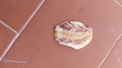 Isognomon