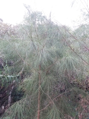 Casuarina collina