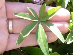 Ipomoea cairica cairica