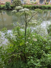 Angelica sylvestris