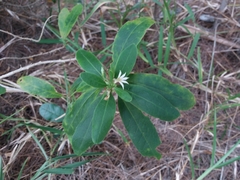 Scaevola montana