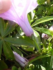 Ipomoea cairica cairica