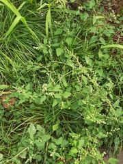 Chenopodium opulifolium