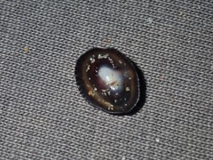 Siphonaria funiculata