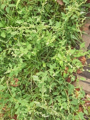 Chenopodium opulifolium