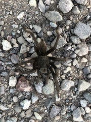 Aphonopelma gabeli