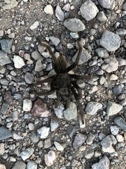 Aphonopelma gabeli