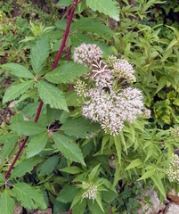 Euplagia quadripunctaria