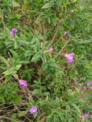 Epilobium hirsutum