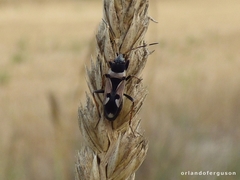 Raglius confusus