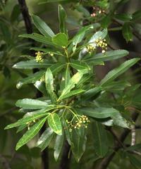 Platylophus trifoliatus