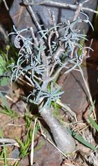 Euphorbia quadrata