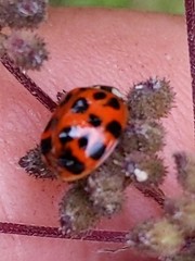 Harmonia axyridis