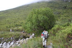 Platylophus trifoliatus