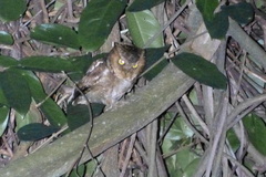 Otus spilocephalus