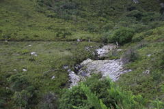 Platylophus trifoliatus