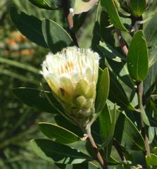 Protea mundii