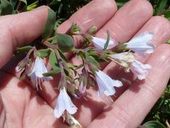 Lobostemon glaucophyllus