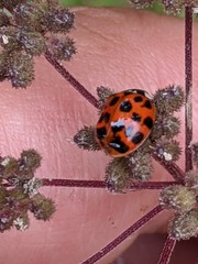 Harmonia axyridis