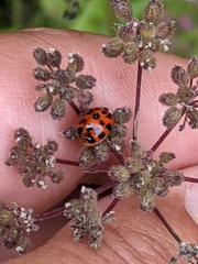 Harmonia axyridis