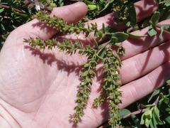 Lobostemon glaucophyllus