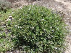 Lobostemon glaucophyllus