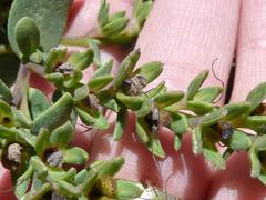 Lobostemon glaucophyllus
