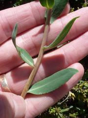 Lobostemon glaucophyllus
