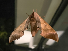 Marumba gaschkewitschii