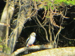 Prionops plumatus poliocephalus