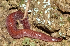 Australopacifica spectabilis