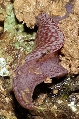 Australopacifica spectabilis