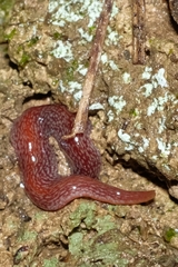 Australopacifica spectabilis