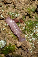 Australopacifica spectabilis