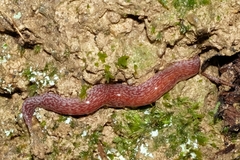 Australopacifica spectabilis