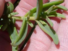 Mesembryanthemum