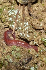 Australopacifica spectabilis