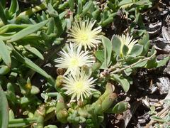 Mesembryanthemum