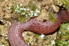 Australopacifica spectabilis