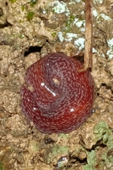 Australopacifica spectabilis