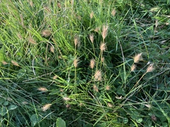 Hordeum secalinum