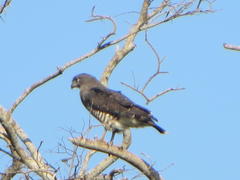 Circaetus fasciolatus