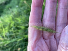Hordeum secalinum