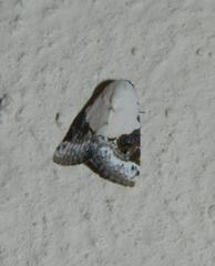 Eublemma ecthaemata