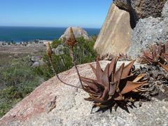 Aloe distans