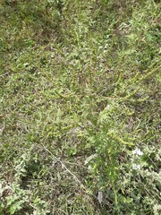 Ambrosia artemisiifolia